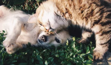 Chien blanc faisant un câlin à un chat roux