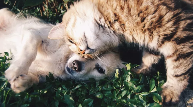 Chien blanc faisant un câlin à un chat roux