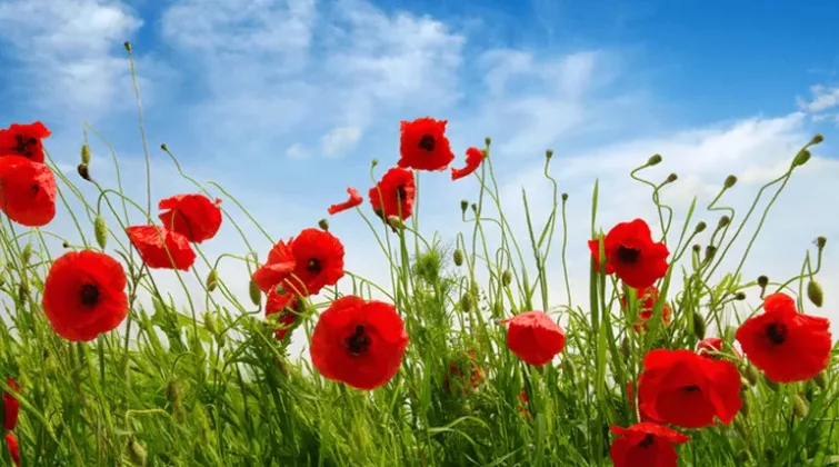 Des coquelicots devant un fond herbe et ciel bleu
