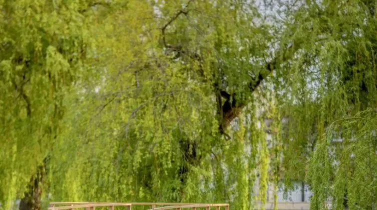 plateforme en bois entourée de verdure de l'ile du perthuis à nemours