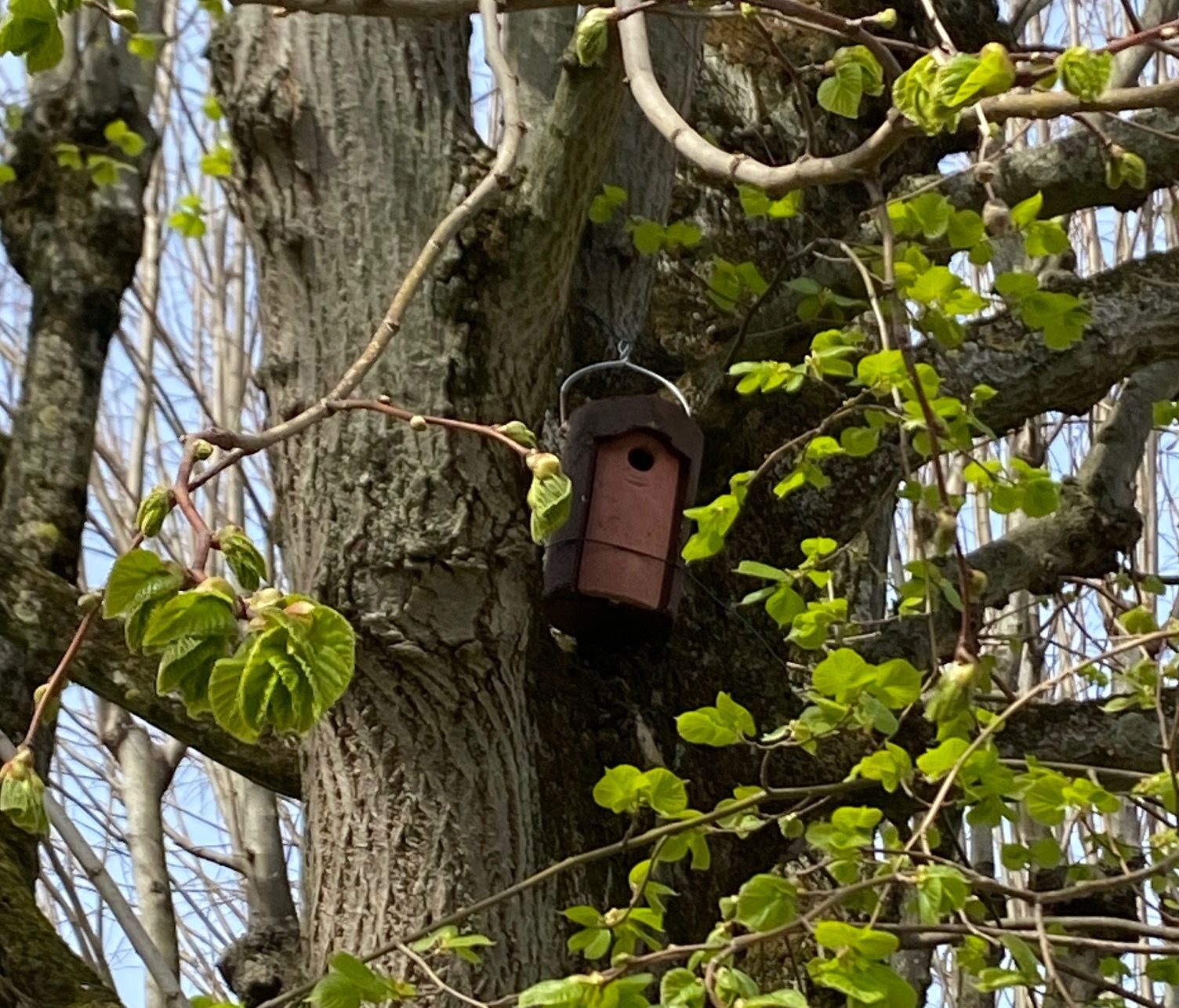 nichoirs à mésanges bleues dans un arbre dans la ville de nemours
